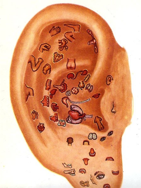 Чувствительные точки на ушной раковине